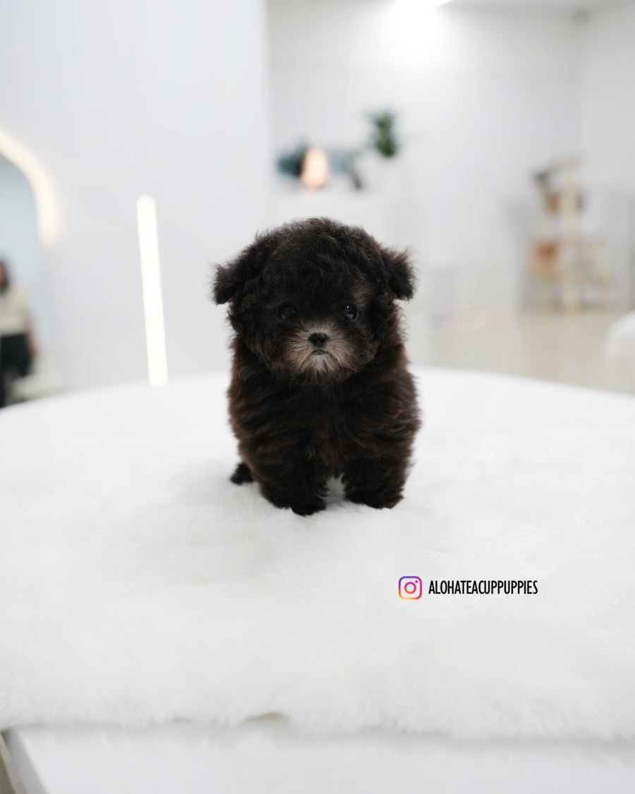 Bentley [TEACUP POODLE]