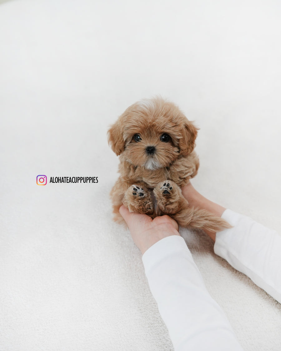 Gucci [TEACUP MALTIPOO]