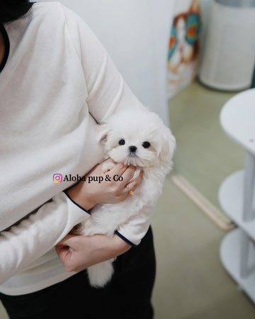Kio [TEACUP MALTESE]