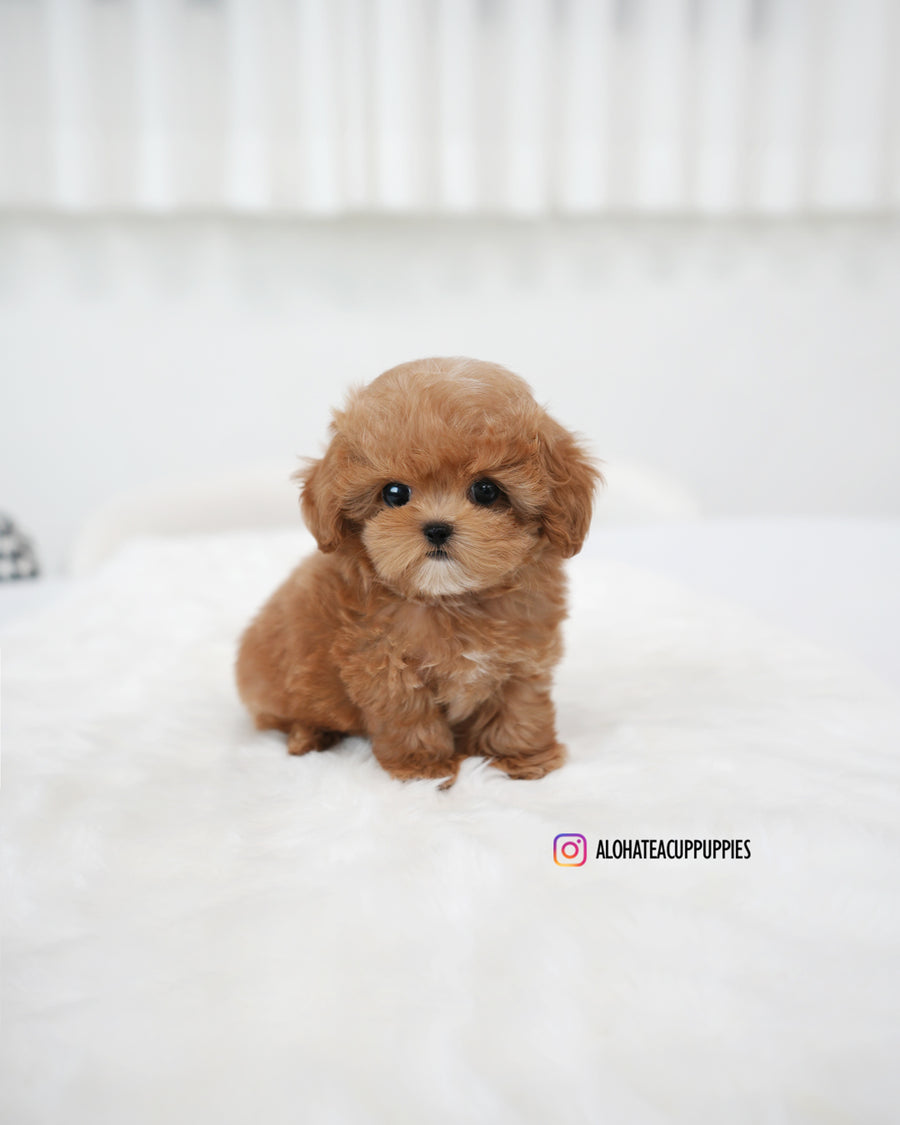 Ivo [TEACUP MALTIPOO]