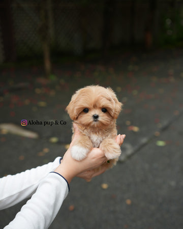Margo [TEACUP MALTIPOO]