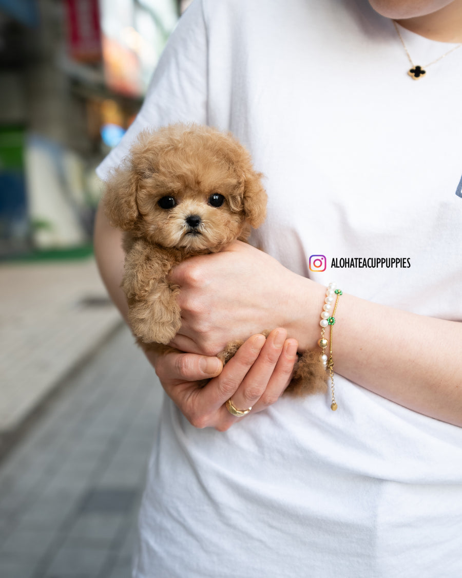 Dolly [TEACUP MALTIPOO]