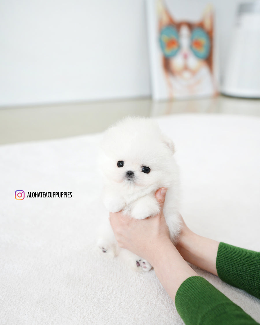 Iona [TEACUP POMERANIAN]