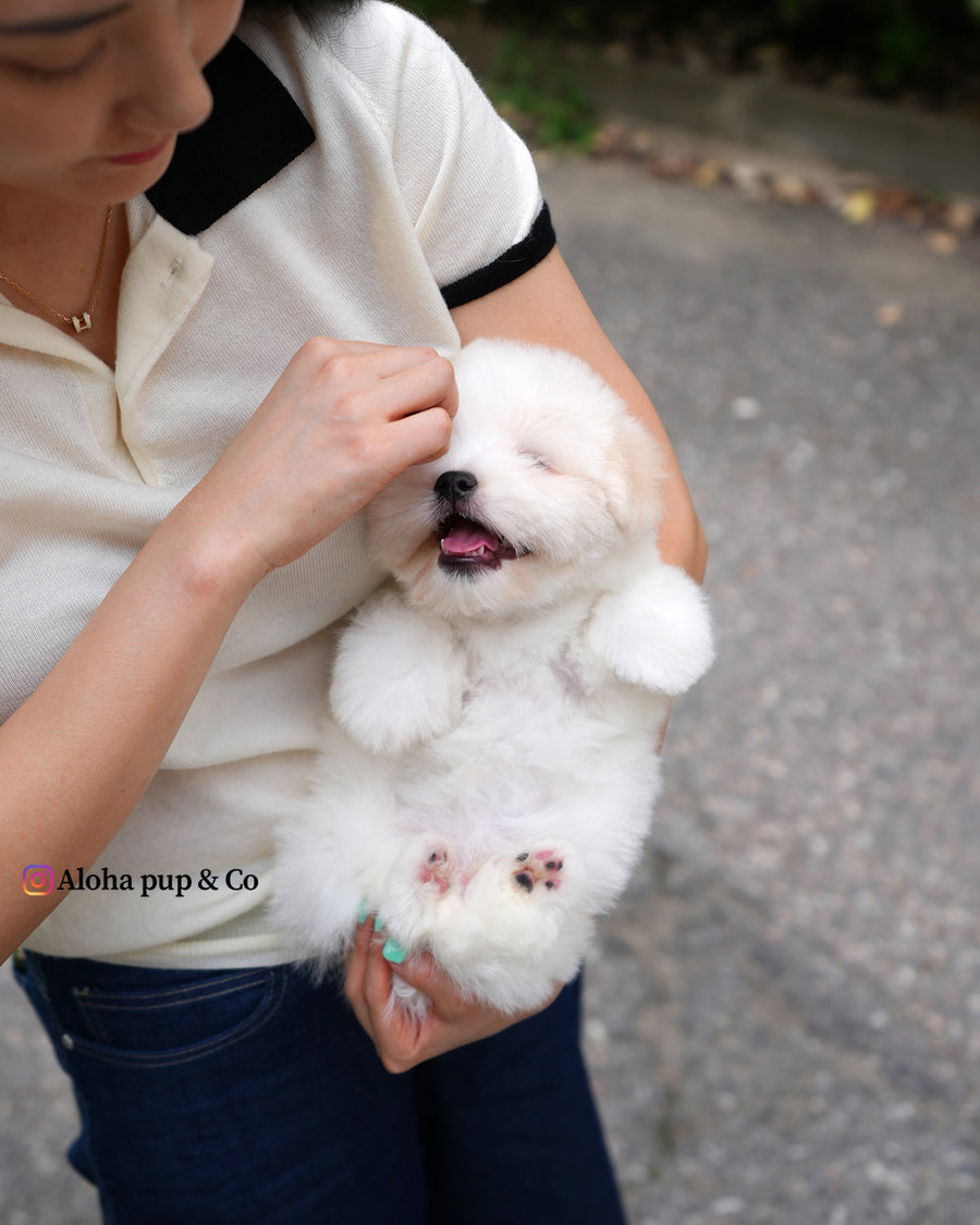 Goofy [Mini Coton de Tulear]