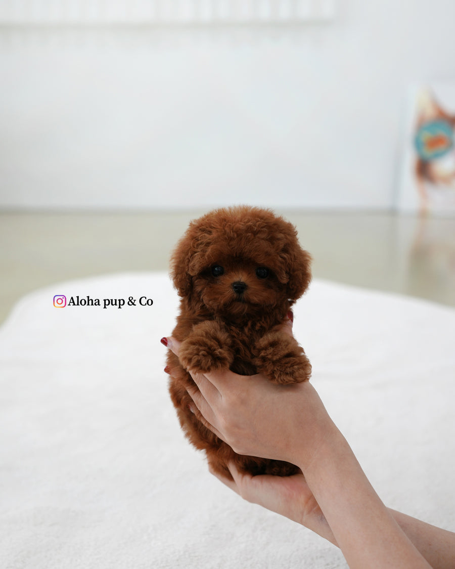 Pony [TEACUP POODLE]