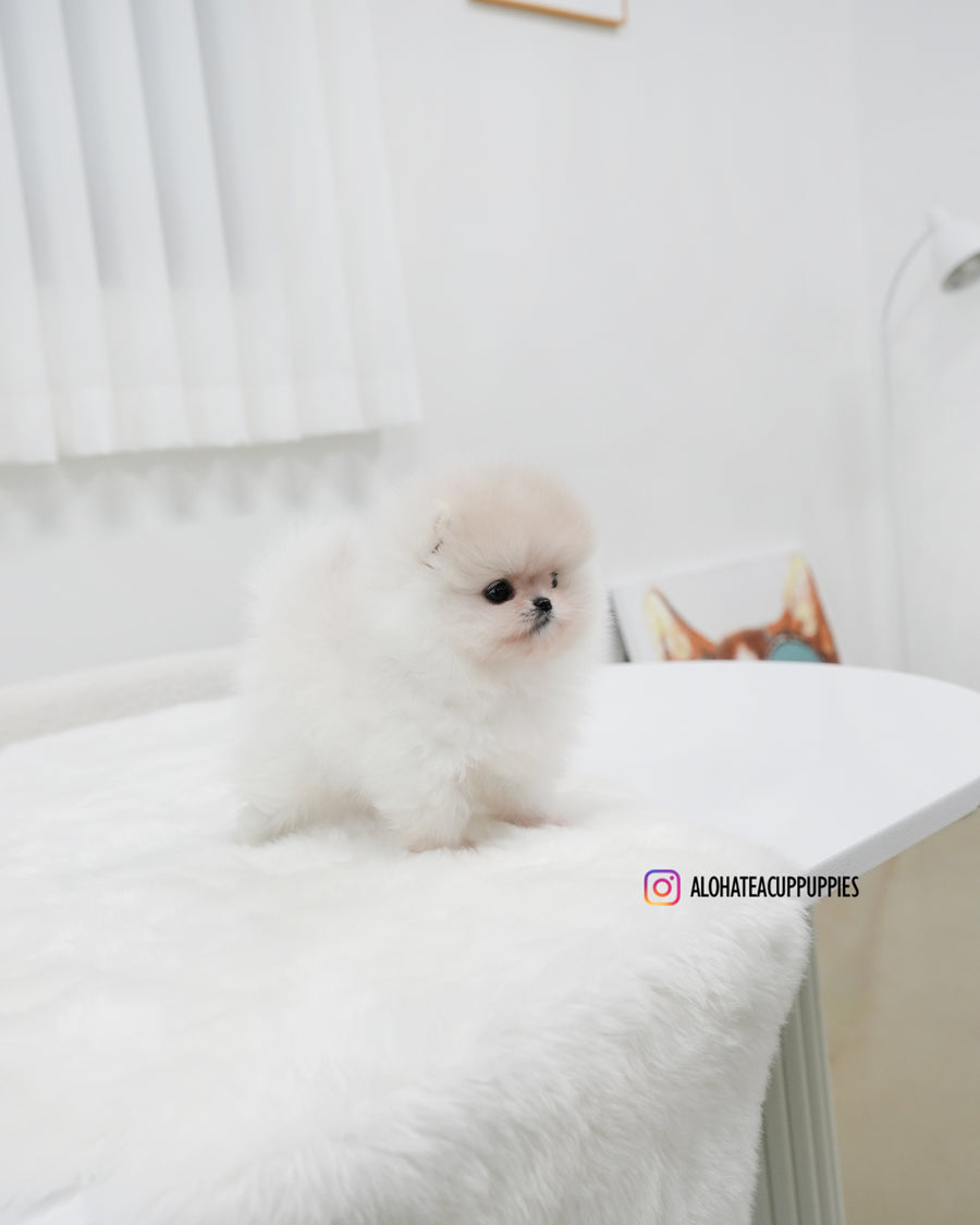 Sam [TEACUP POMERANIAN]