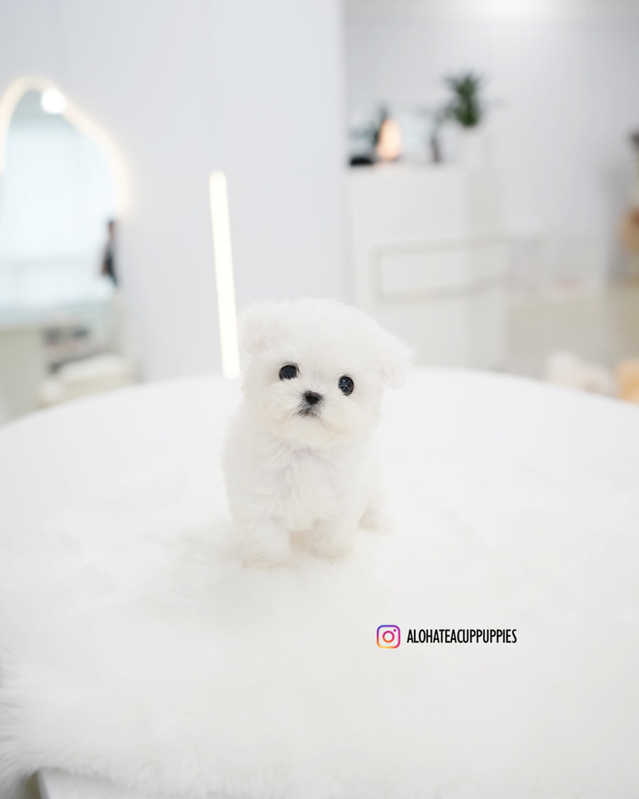 Bonnie [TEACUP BICHON]