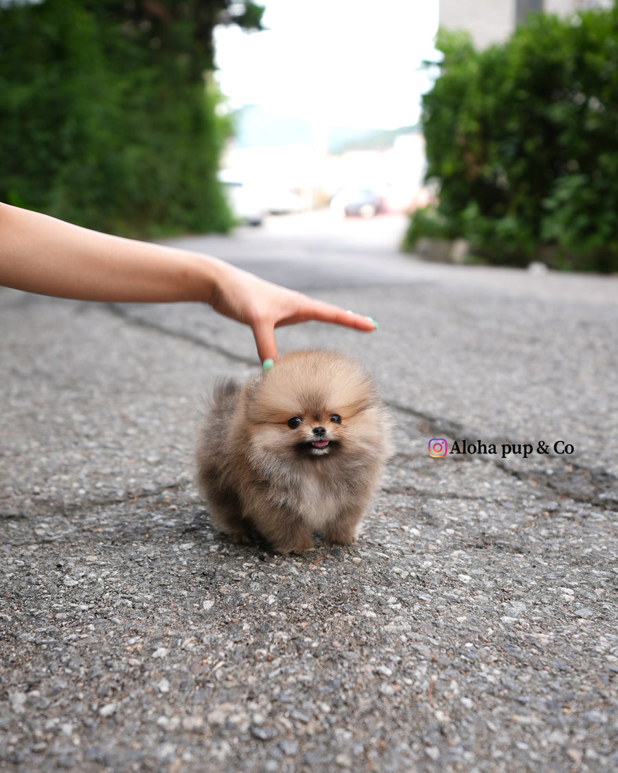 Berry [TEACUP POMERANIAN]
