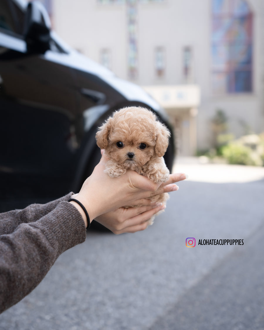 Eris [TEACUP MALTIPOO]