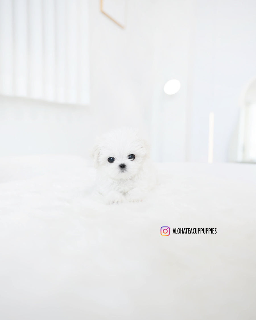 Mason [TEACUP MALTESE]