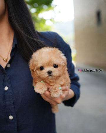 Evie [TEACUP MALTIPOO]