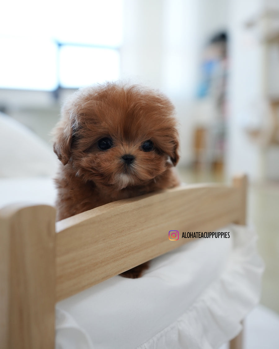 Rye [TEACUP MALTIPOO]