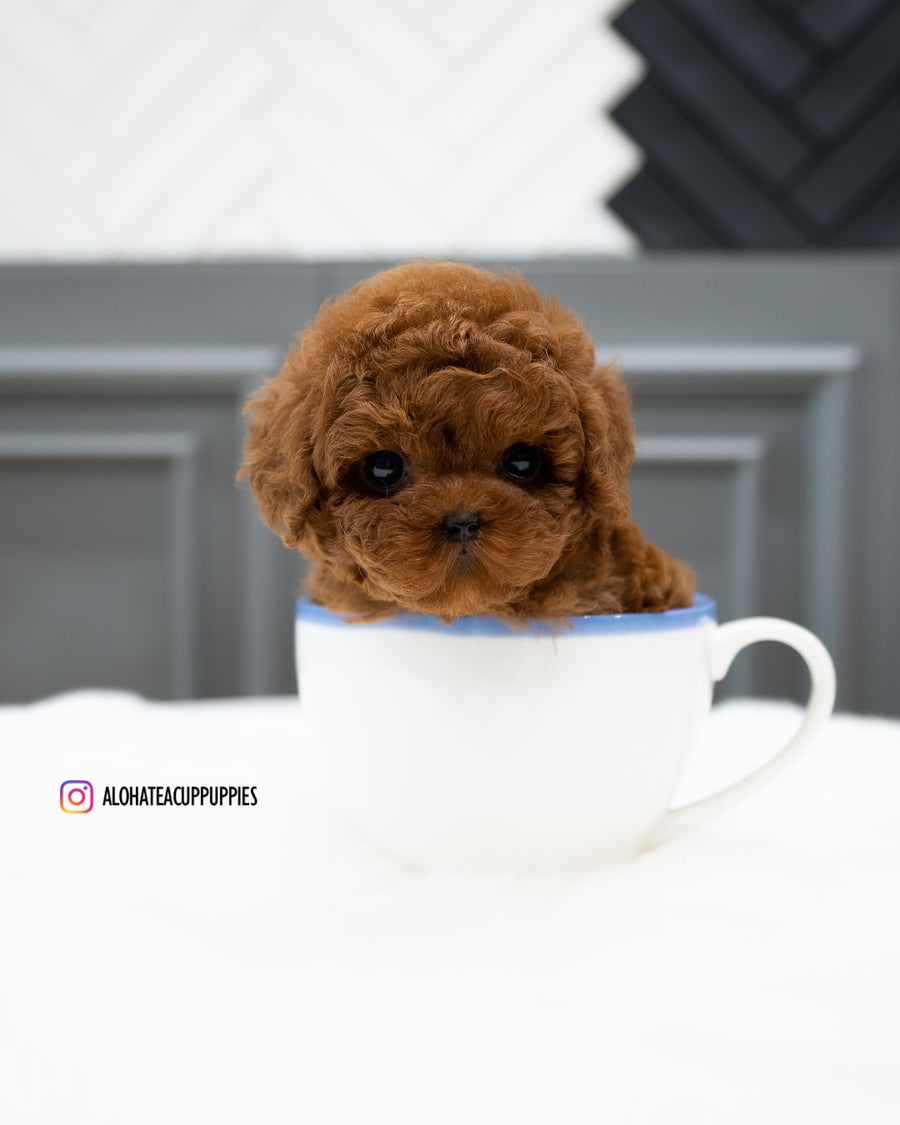 Ruby [TEACUP POODLE]