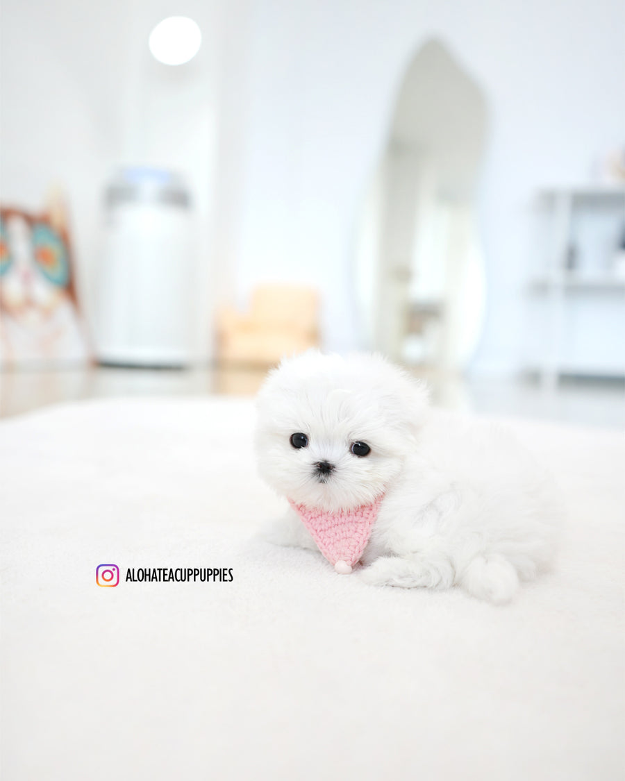 Moco [TEACUP MALTESE]