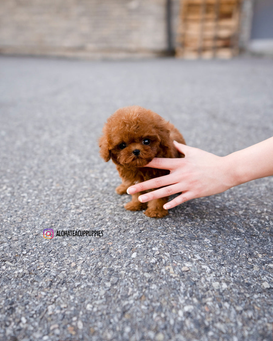 Koen [TEACUP POODLE]