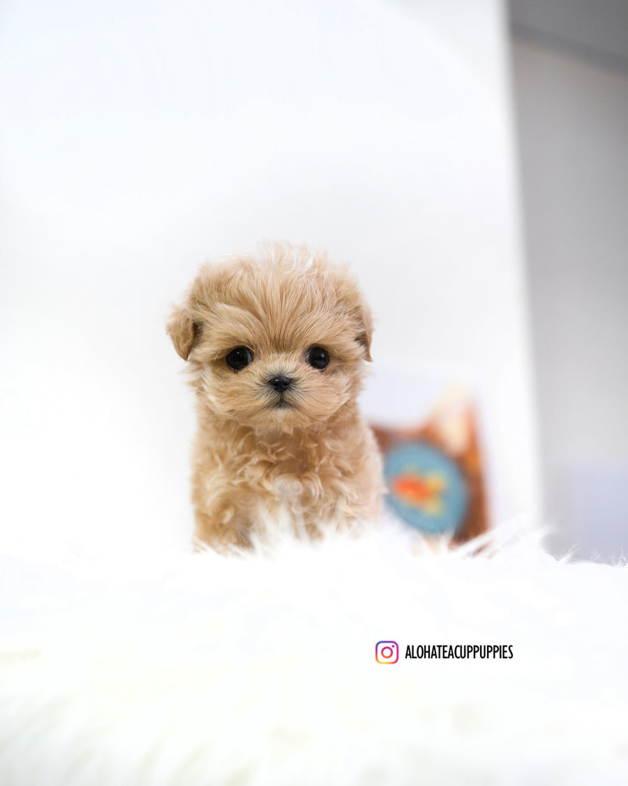 Macaron [TEACUP MALTIPOO]