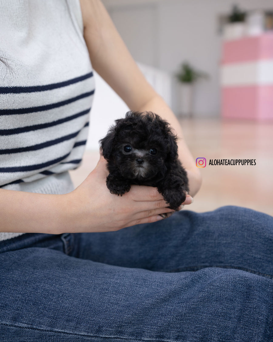 Eli [TEACUP POODLE]