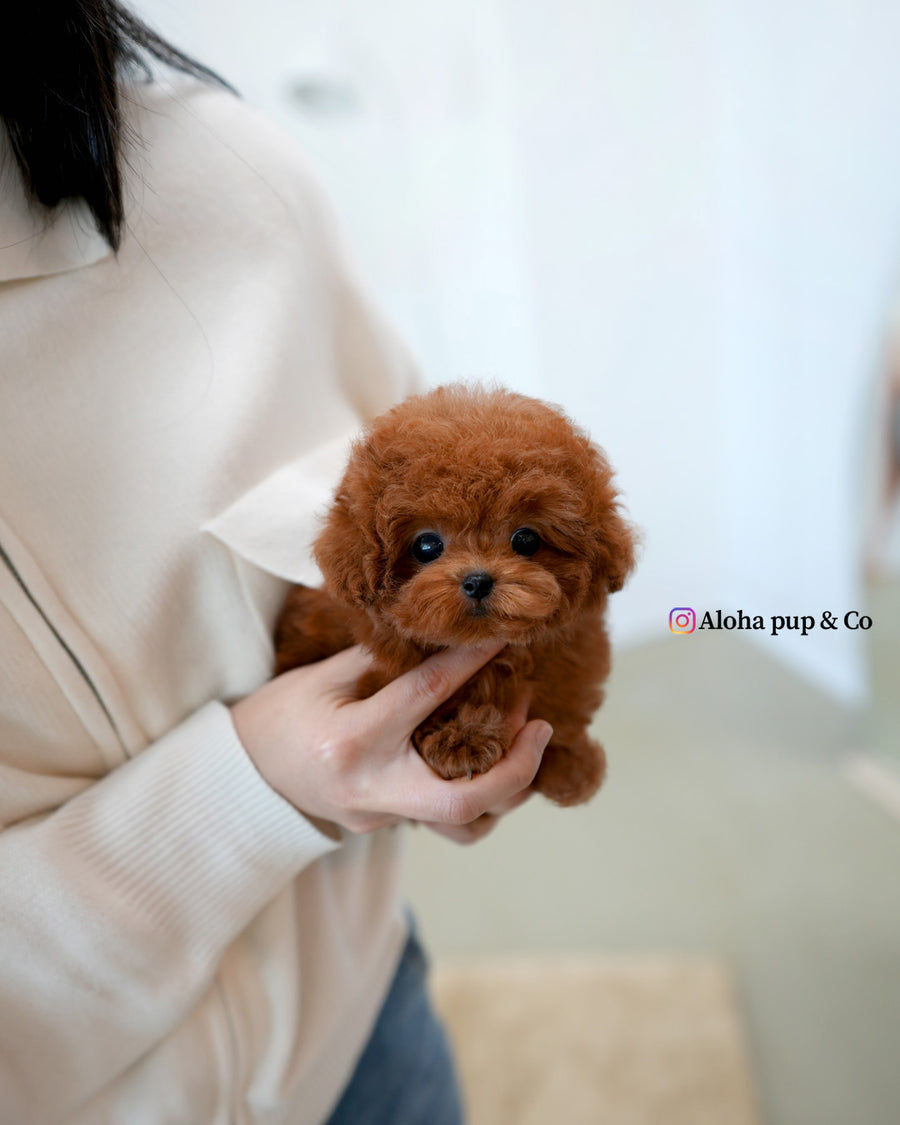 Cindy [TEACUP POODLE]