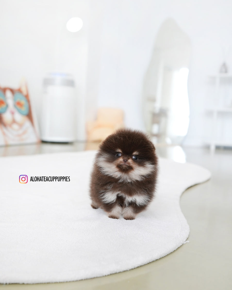 Gigi [TEACUP POMERANIAN]