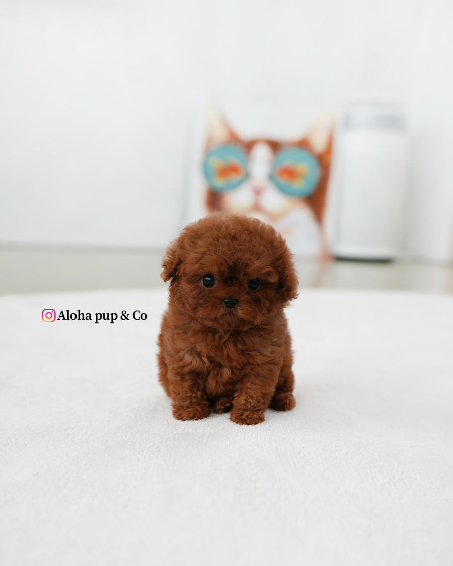 Bobby [TEACUP POODLE]