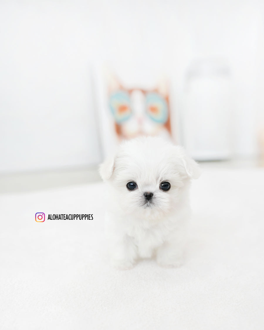 Prin [TEACUP MALTESE]