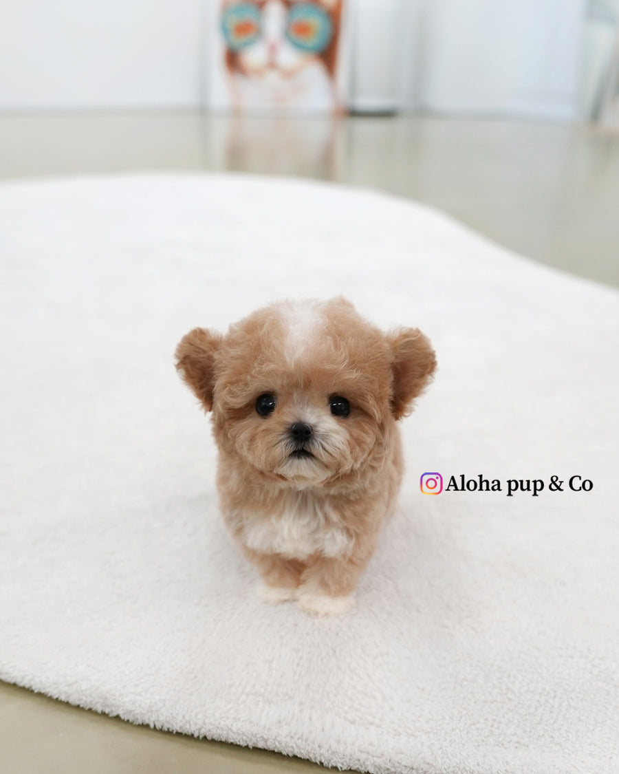 Tory [TEACUP POODLE]