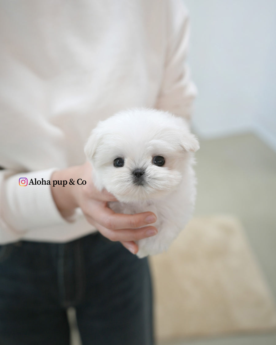 Terry [TEACUP MALTESE]