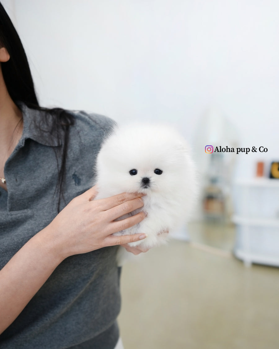 Buster [TEACUP POMERANIAN]