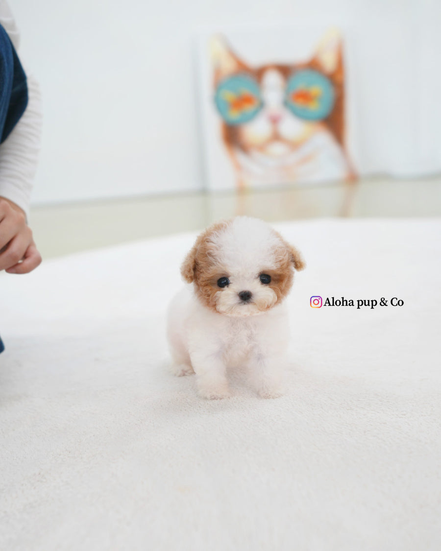 Apple [TEACUP MALTIPOO]