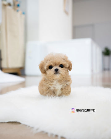 Benji [TEACUP MALTIPOO]