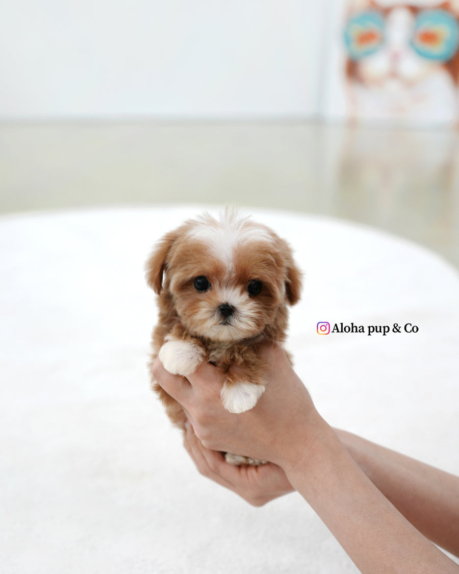 Mango [TEACUP MALTIPOO]