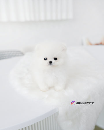 Tom [TEACUP POMERANIAN]