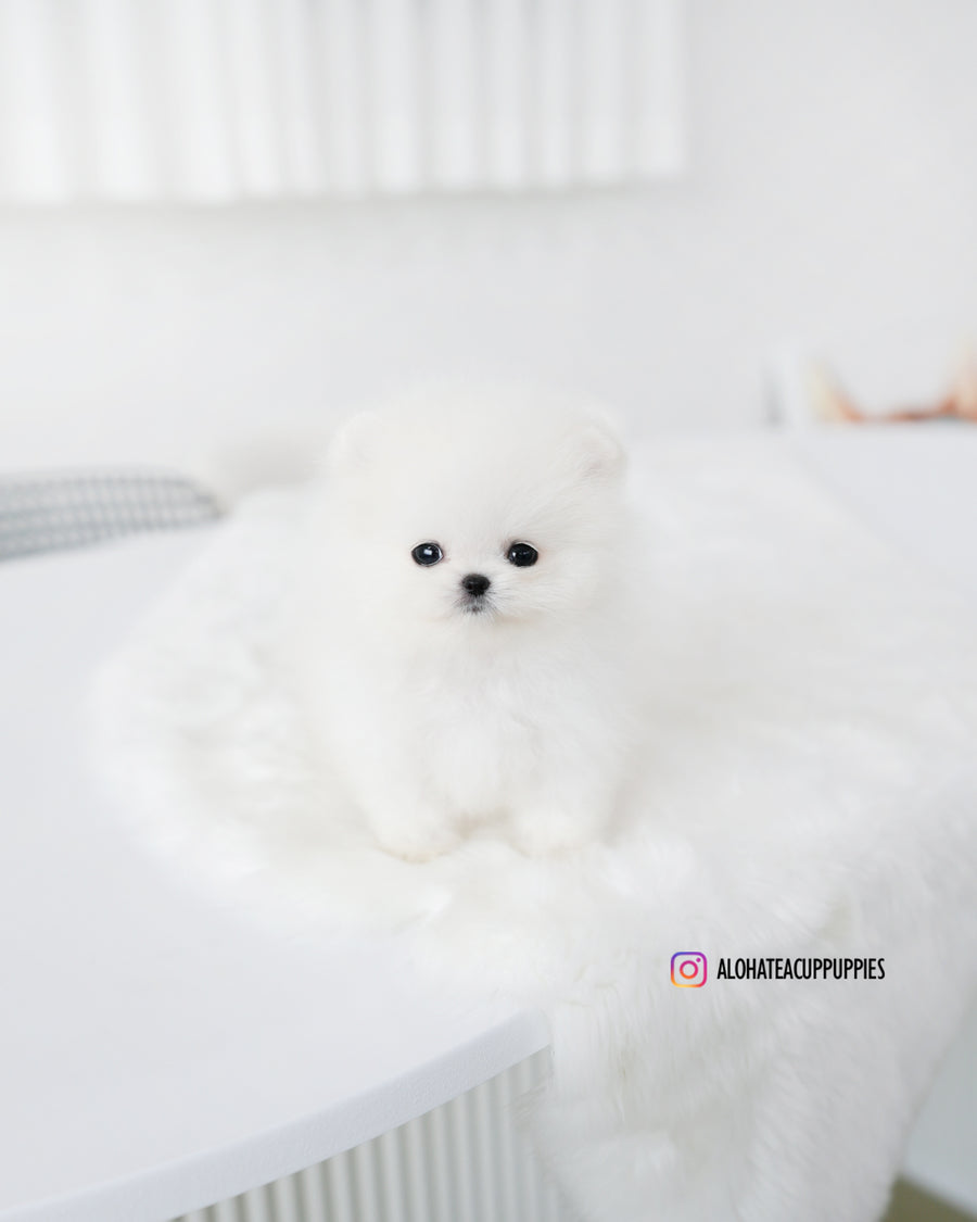 Tom [TEACUP POMERANIAN]