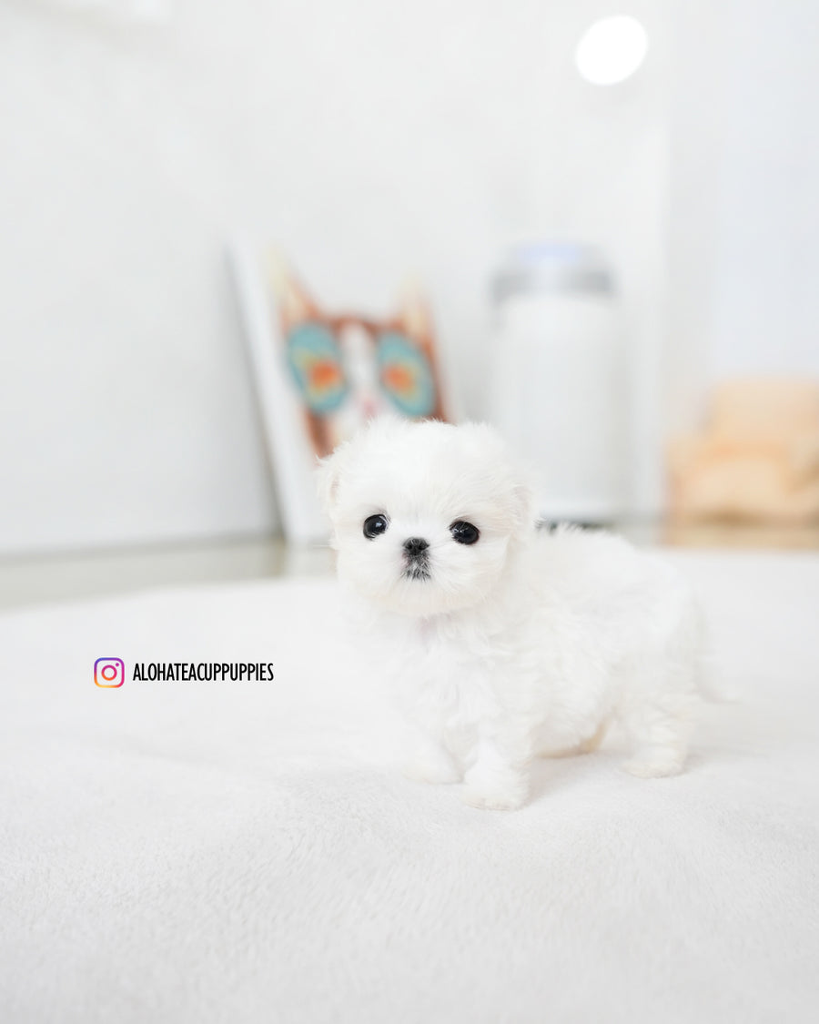 Honey [TEACUP MALTESE]