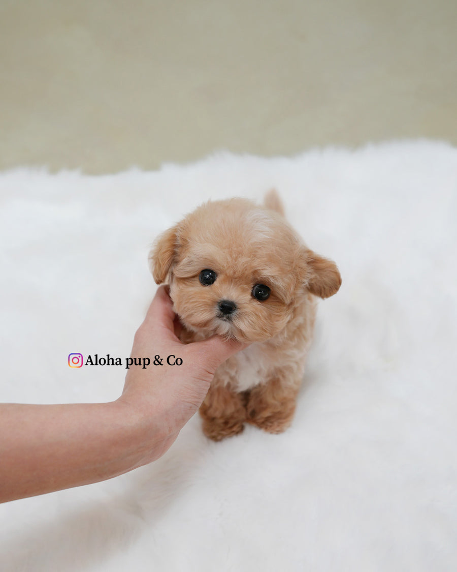 Isaac [TEACUP MALTIPOO]