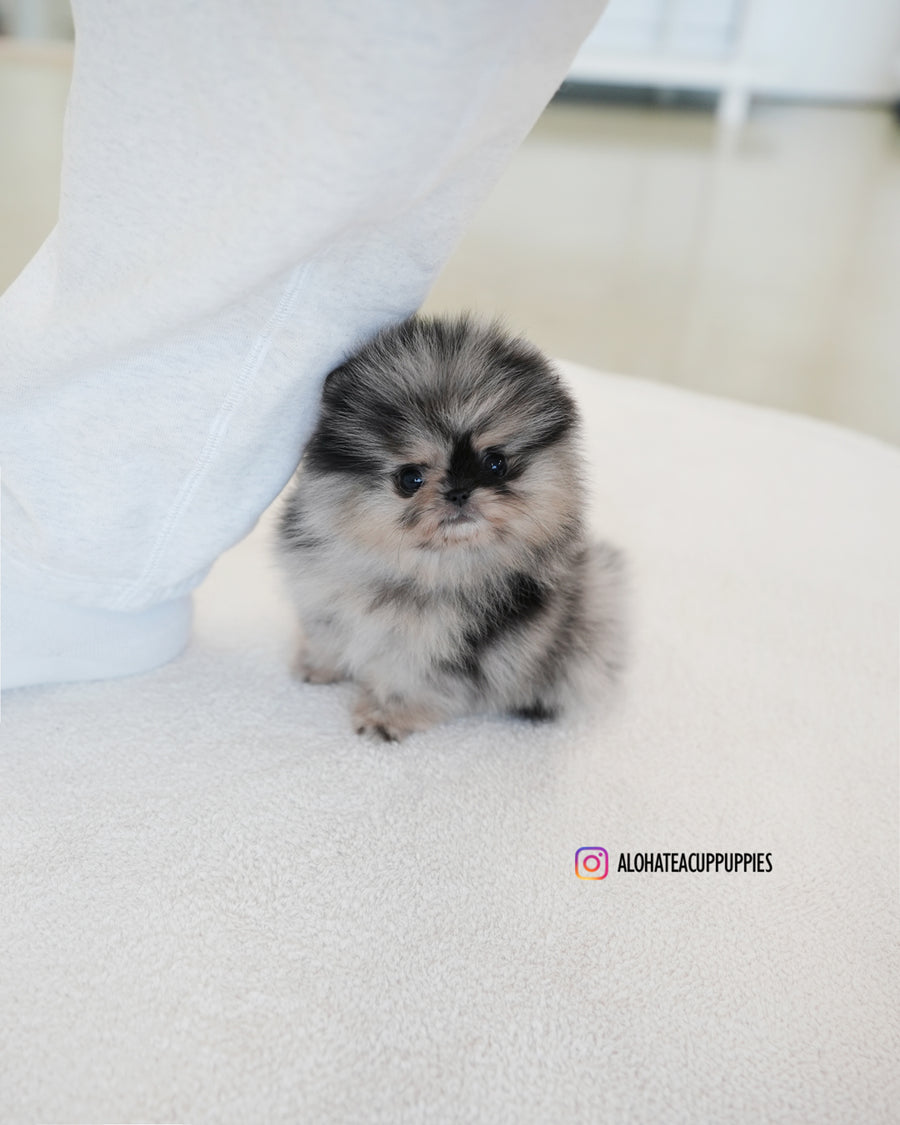 Benz [TEACUP POMERANIAN]