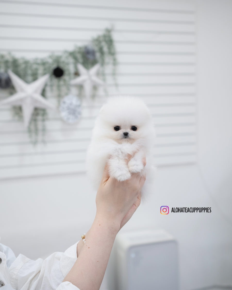 May [TEACUP POMERANIAN]