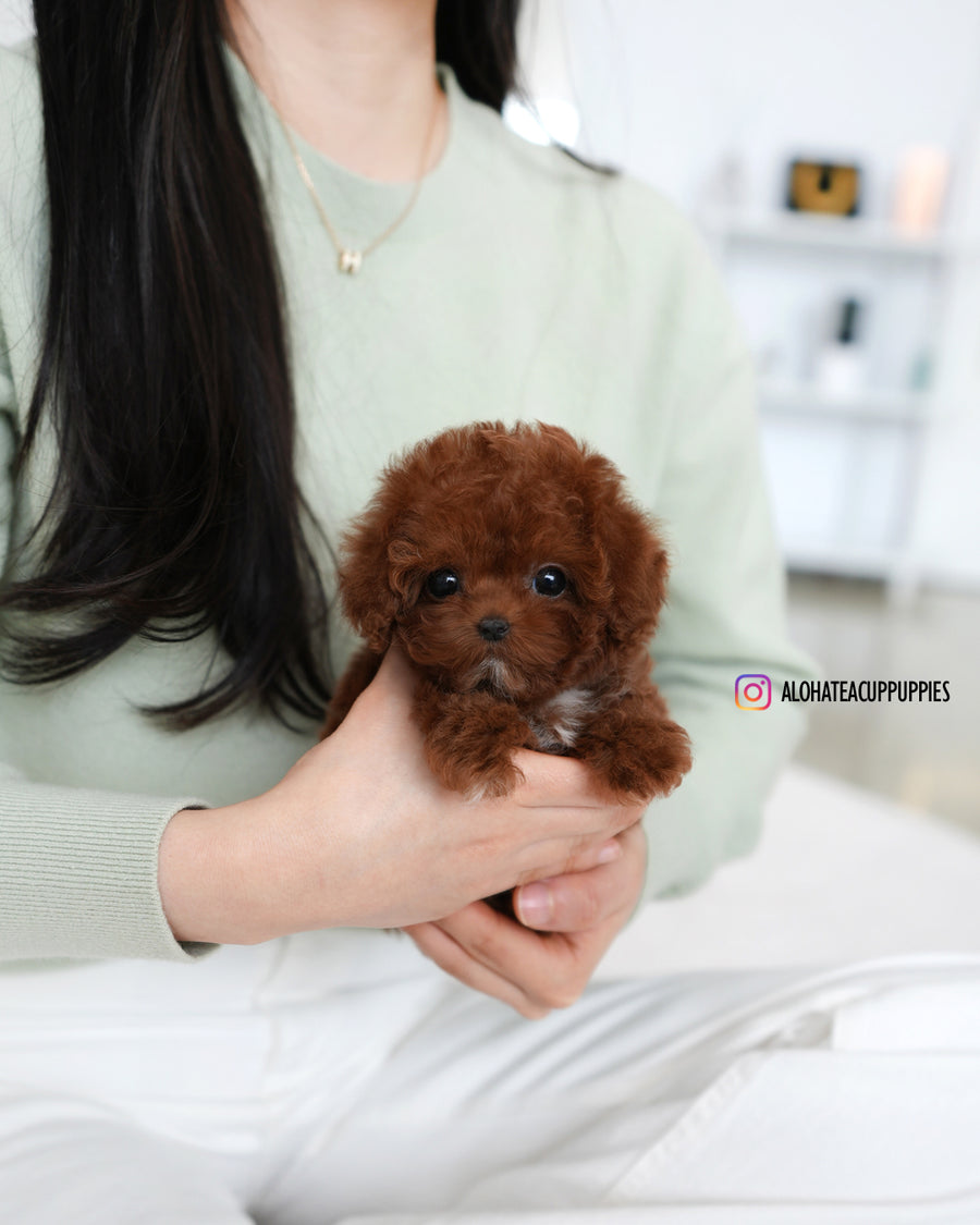 Evelyn [TEACUP POODLE]