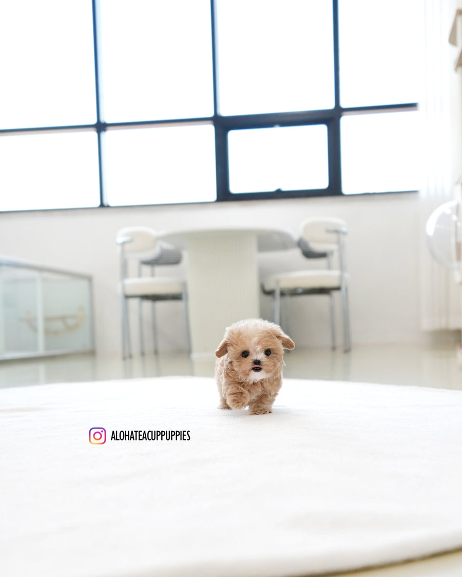 Milky [TEACUP MALTIPOO]