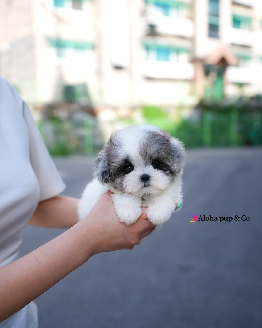 Sugar [TEACUP MALTIPOO]