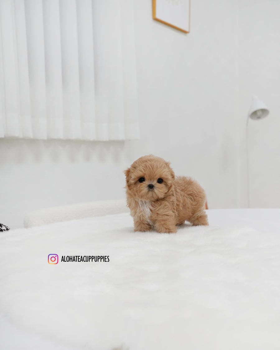 Mia [TEACUP MALTIPOO]