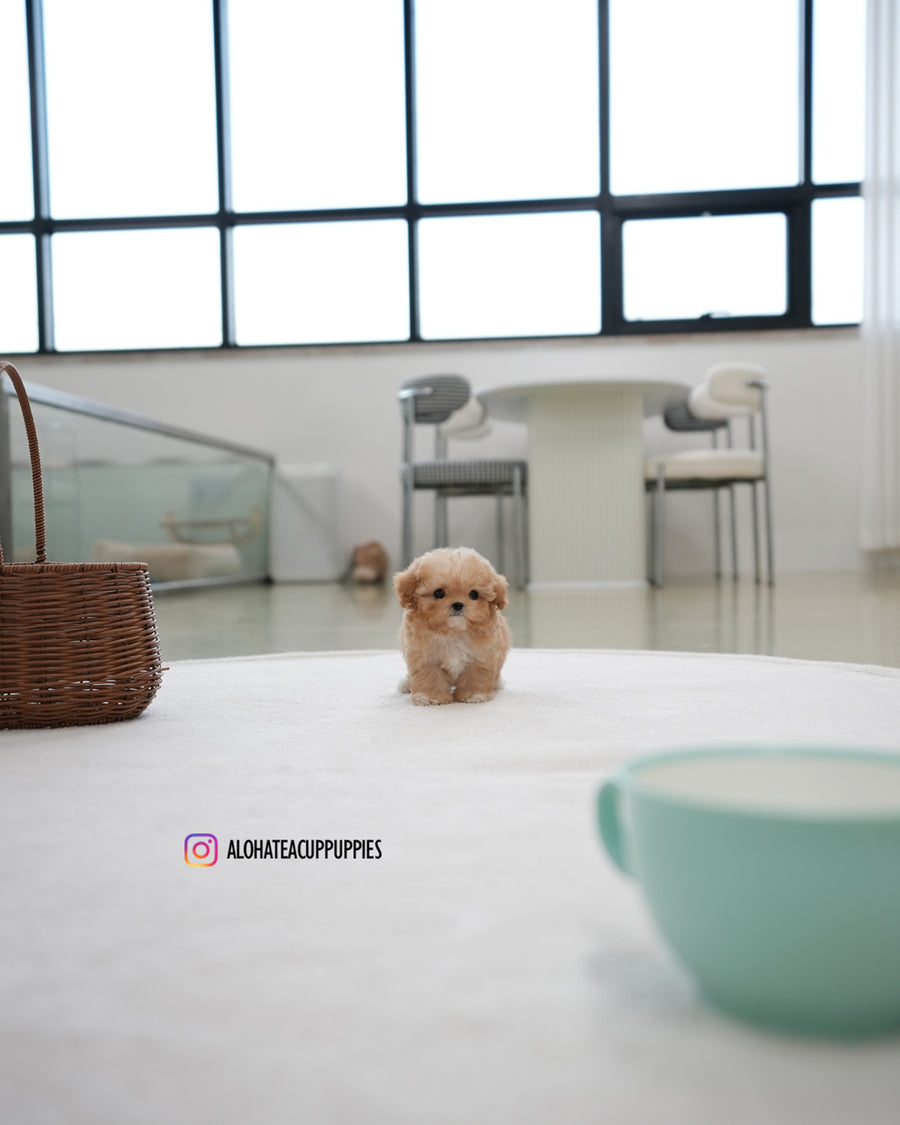 Reve [TEACUP POODLE]