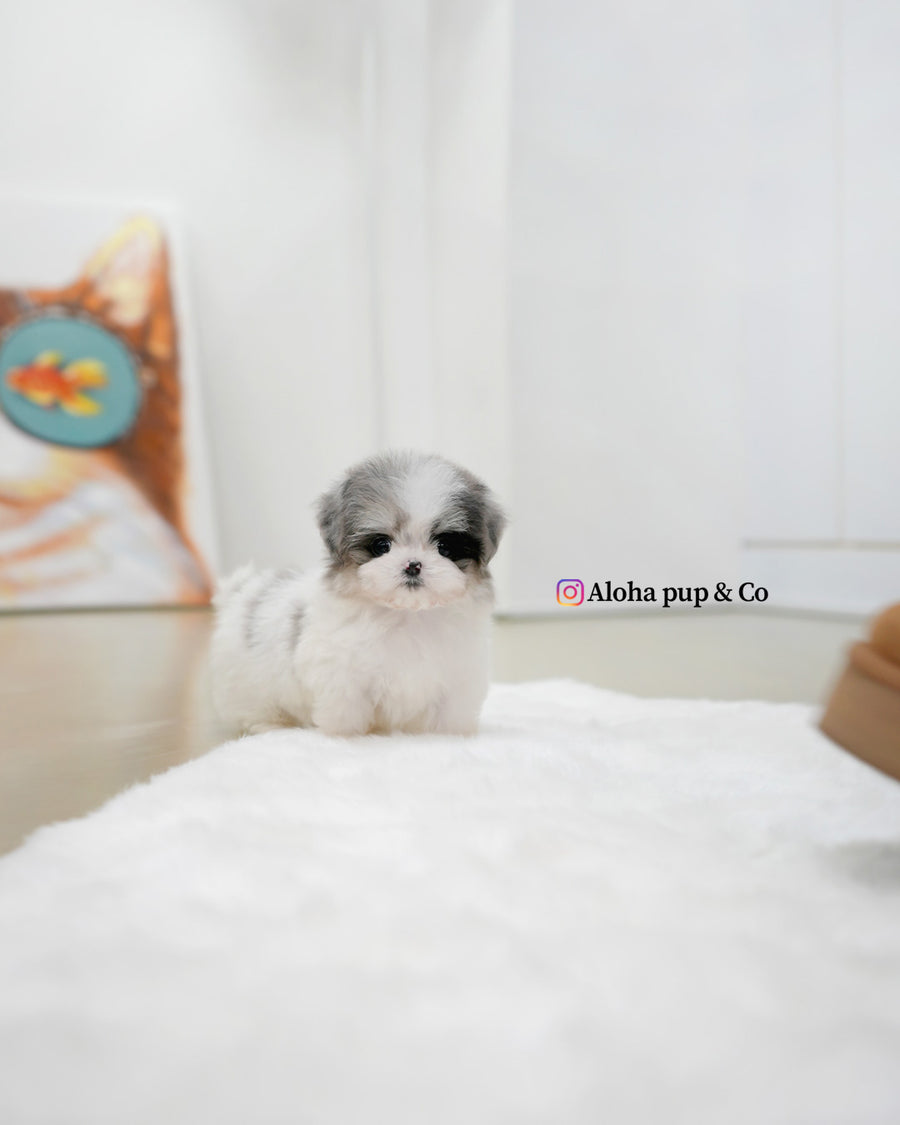 Miso [TEACUP MALTIPOO]