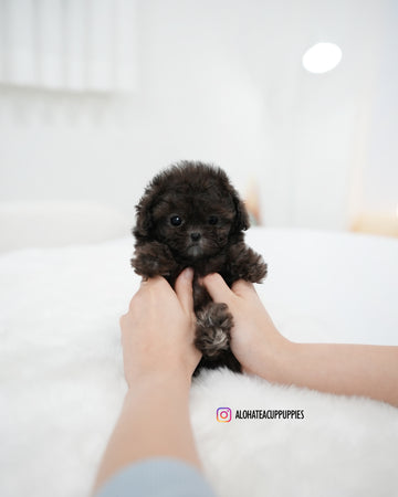 Melody [TEACUP POODLE]