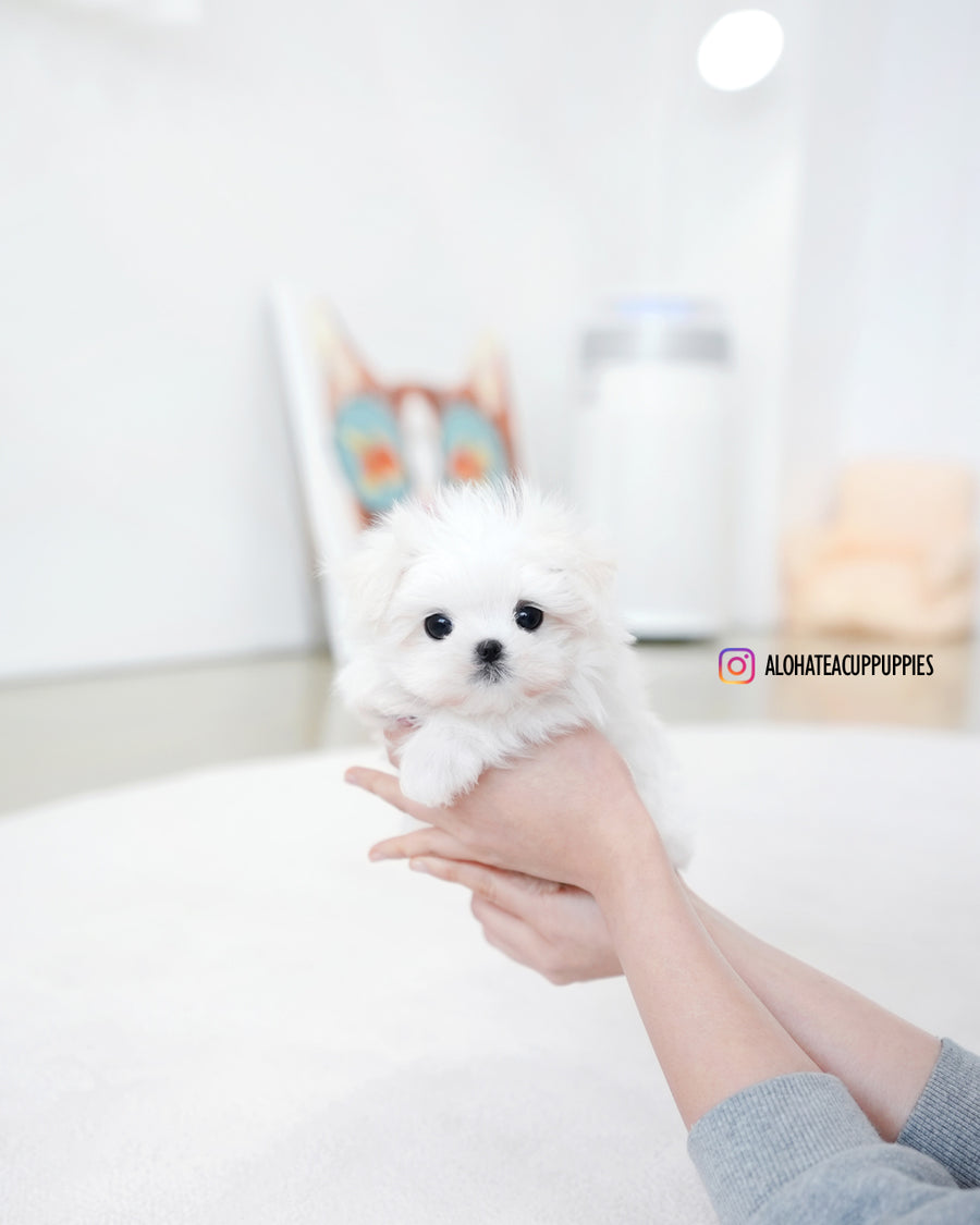 Daon [TEACUP MALTESE]