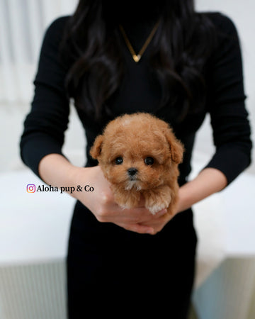 Bao [TEACUP MALTIPOO]