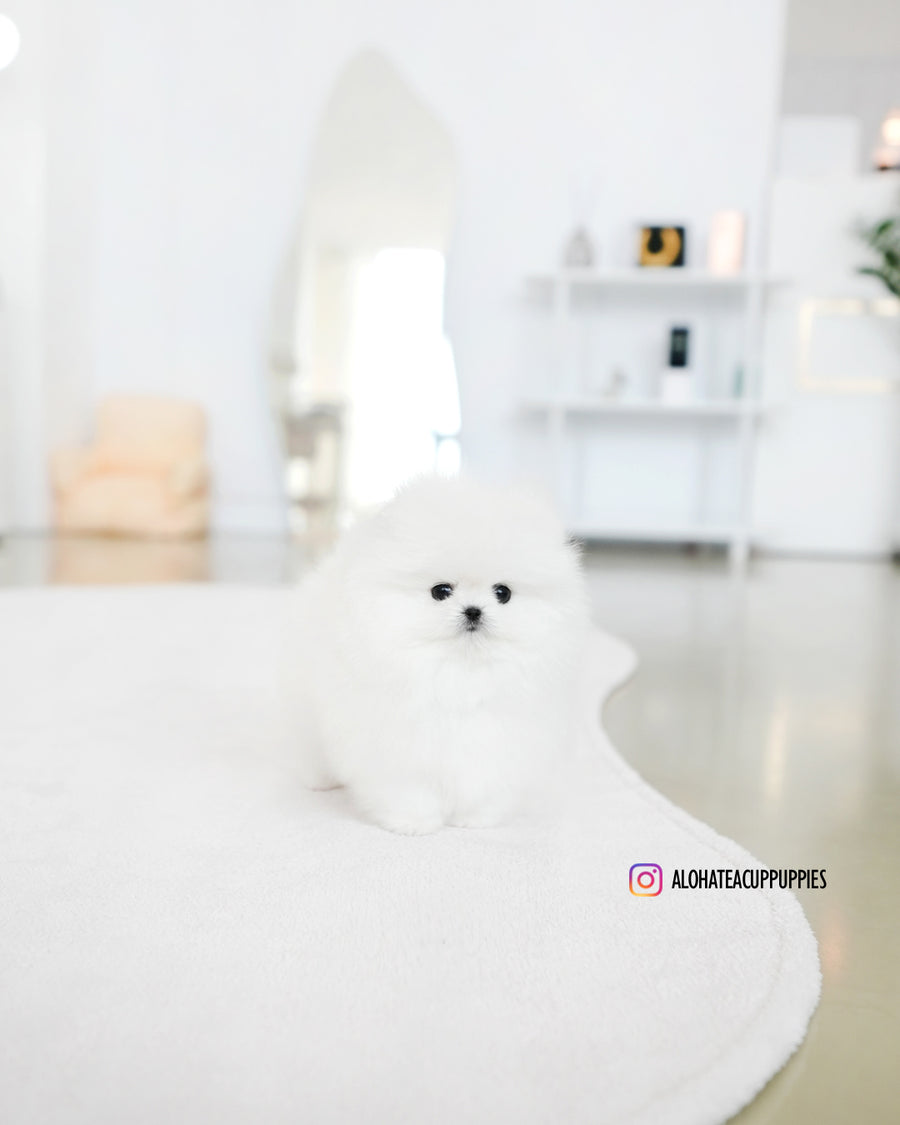 Lena [TEACUP POMERANIAN]