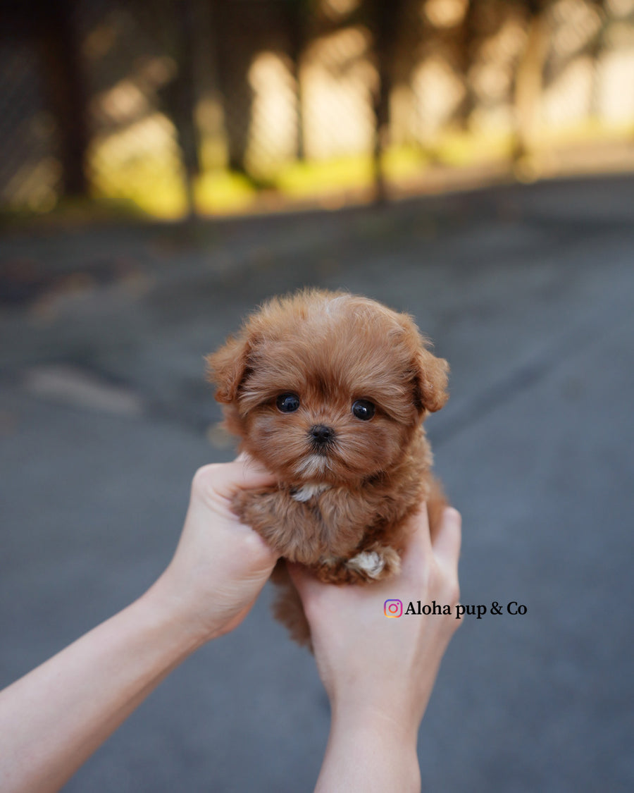Versace [TEACUP MALTIPOO]