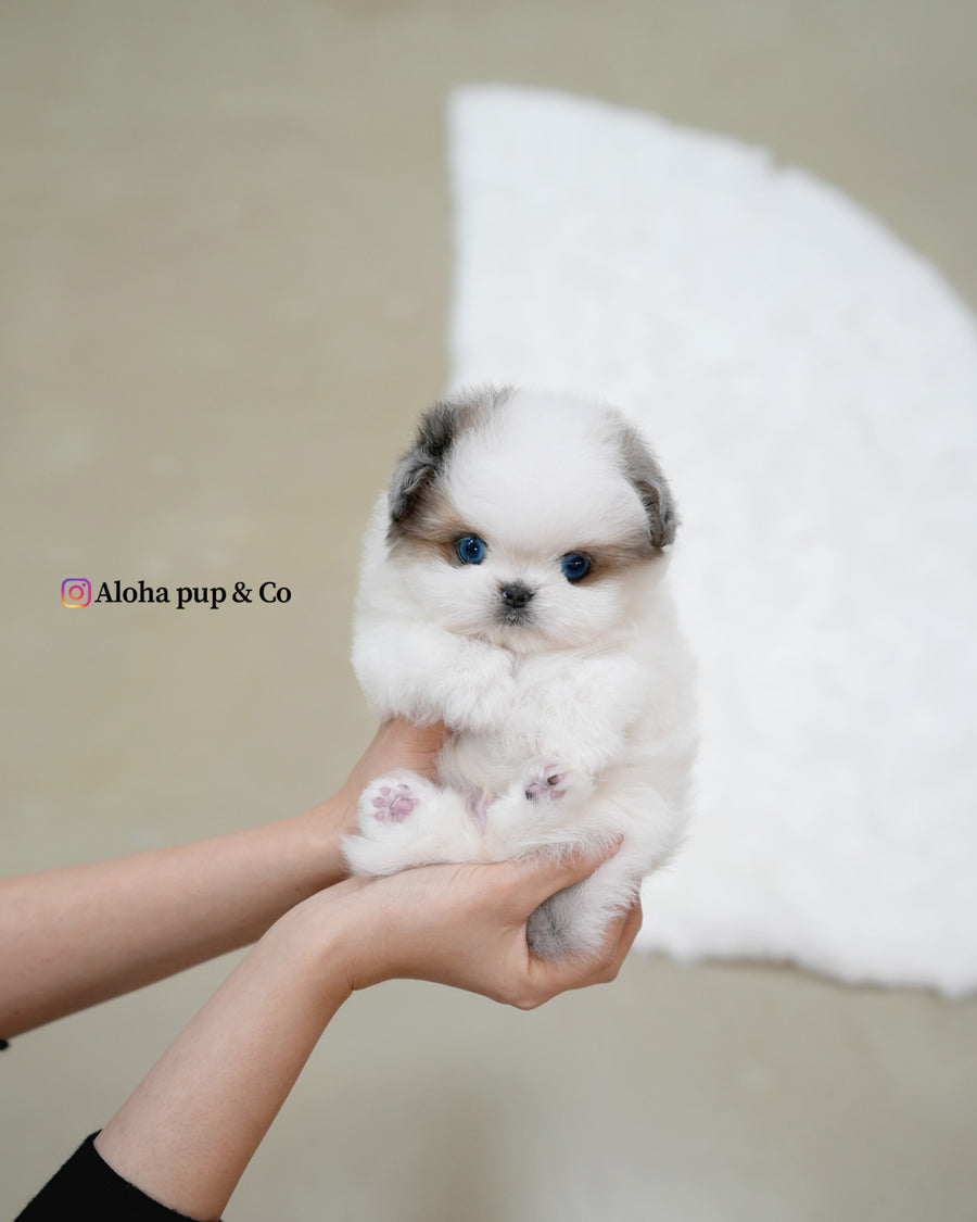 Star [TEACUP Maltipom]