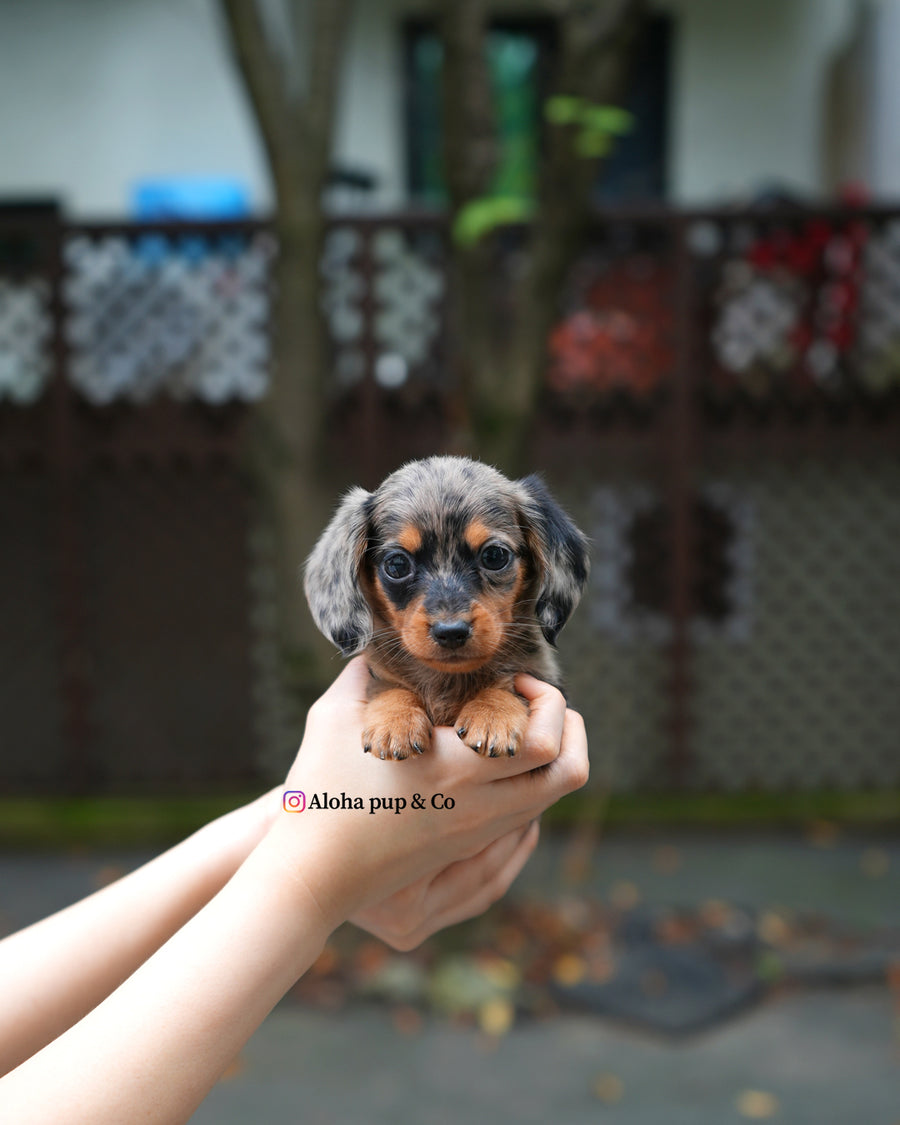 Blair [Mini Dachshund]
